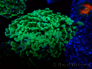 WYSIWYG Euphyllia ancora (Maricultura acclimatata sotto LED) 8 (Scheletro 6 cm / Aperto 12 cm)