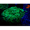 WYSIWYG Euphyllia ancora (Mariculture acclimaté sous LED) 18E3 (Skeleton 3.5 cm/Open 5.5 cm)