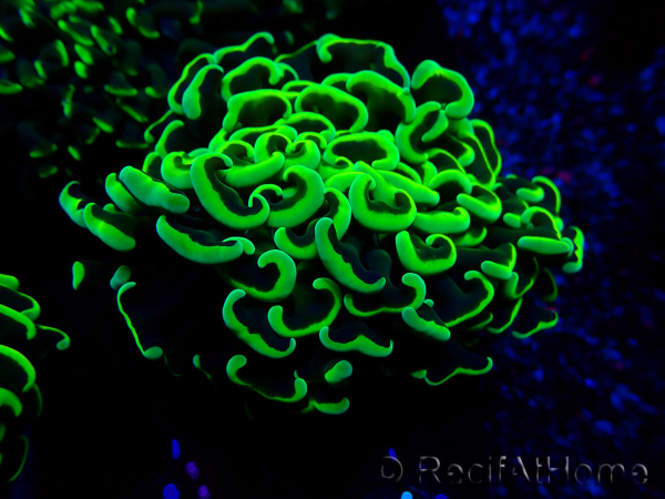 WYSIWYG Euphyllia ancora (Maricultura acclimatata sotto LED) 8 (Scheletro 6 cm / Aperto 12 cm)