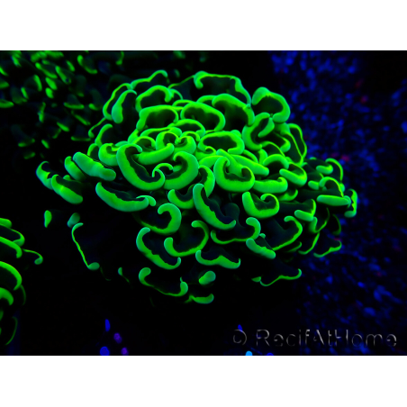 WYSIWYG Euphyllia ancora (Mariculture acclimaté sous LED) 18E4 (Skeleton 3.5 cm/Open 5.5 cm)