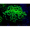 WYSIWYG Euphyllia ancora (Marikultur akklimatisiert unter LED) 8 (Skelett 6 cm/Geöffnet 12 cm)