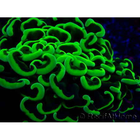 WYSIWYG Euphyllia ancora(Mariculture acclimaté sous LED) 8 (Skeleton 6 cm/Open 12 cm)