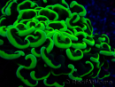 WYSIWYG Euphyllia ancora (Maricultura acclimatata sotto LED) 8 (Scheletro 6 cm / Aperto 12 cm)