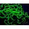 WYSIWYG Euphyllia ancora (Maricultura acclimatata sotto LED) 8 (Scheletro 6 cm / Aperto 12 cm)
