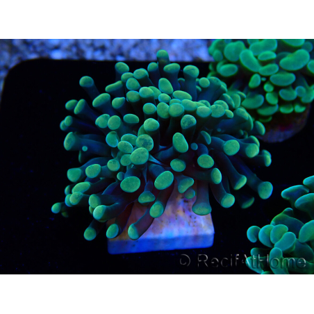 WYSIWYG Euphyllia paraancora (Maricoltura acclimatata sotto LED) 4A1