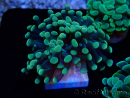 WYSIWYG Euphyllia paraancora (Maricoltura acclimatata sotto LED) 4A1