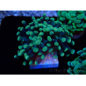 WYSIWYG Euphyllia paraancora (Mariculture acclimaté sous LED) 4A1