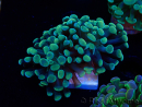 WYSIWYG Euphyllia paraancora (Mariculture acclimated under LED) 4A5