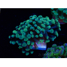 WYSIWYG Euphyllia paraancora (Mariculture acclimated under LED) 4A5