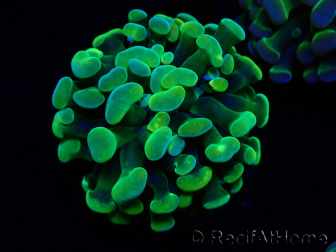 WYSIWYG Euphyllia paraancora (Maricultura aclimatada bajo LED) 4A5