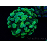 WYSIWYG Euphyllia paraancora (Maricultura aclimatada bajo LED) 4A5