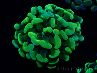 WYSIWYG Euphyllia paraancora (Mariculture acclimaté sous LED) 4A10