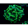 WYSIWYG Euphyllia paraancora (Mariculture acclimaté sous LED) 4A10