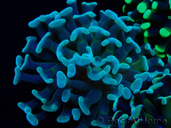 WYSIWYG Euphyllia paraancora (Marikultur akklimatisiert unter LED) 4B1