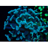 WYSIWYG Euphyllia paraancora (Maricultured acclimated under LED) 4B1