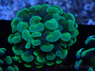 WYSIWYG Euphyllia paraancora (Mariculture acclimaté sous LED) 4B3