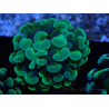 WYSIWYG Euphyllia paraancora (Maricultura aclimatada bajo LED) 4B3