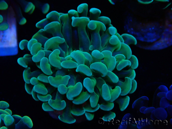 WYSIWYG Euphyllia paraancora (Mariculture acclimaté sous LED) 4B4