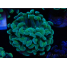WYSIWYG Euphyllia paraancora (Maricultura aclimatada bajo LED) 4B4