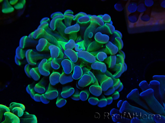 WYSIWYG Euphyllia paraancora (Maricoltura acclimatata sotto LED) 4B6