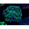 WYSIWYG Euphyllia paraancora (Mariculture acclimaté sous LED) 4B10