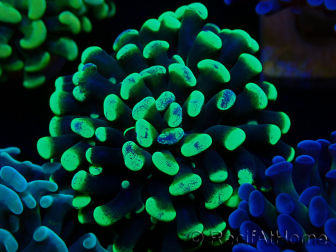 WYSIWYG Euphyllia paraancora (Maricultura acclimatata sotto LED) 4C1