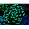 WYSIWYG Euphyllia paraancora (Marikultur unter LED akklimatisiert) 4C1