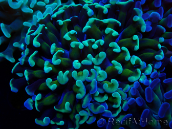 WYSIWYG Euphyllia paraancora (Unter LED akklimatisierte Marikultur) 4C6