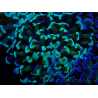 WYSIWYG Euphyllia paraancora (Unter LED akklimatisierte Marikultur) 4C6