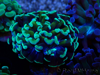 WYSIWYG Euphyllia paraancora (Maricultura aclimatada bajo LED) 4C6