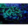 WYSIWYG Euphyllia paraancora (Mariculture acclimated under LED) 4C6