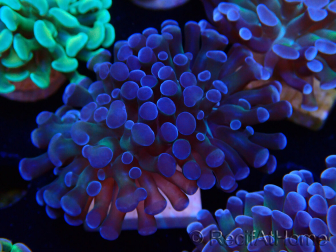 WYSIWYG Euphyllia paraancora (Mariculture acclimaté sous LED) 4C9