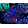 WYSIWYG Euphyllia paraancora (Mariculture acclimaté sous LED) 4C9