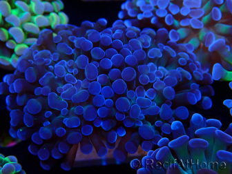 WYSIWYG Euphyllia paraancora (Maricultura aclimatada bajo LED) 4C6