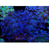 WYSIWYG Euphyllia paraancora (Unter LED akklimatisierte Marikultur) 4C6