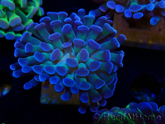 WYSIWYG Euphyllia paraancora (Marikultur unter LED akklimatisiert) 4D1
