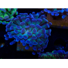 WYSIWYG Euphyllia paraancora (Mariculture acclimated under LED) 4D1