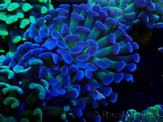 WYSIWYG Euphyllia paraancora (Mariculture acclimated under LED) 4D2