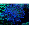 WYSIWYG Euphyllia paraancora (Marikultur akklimatisiert unter LED) 4D2