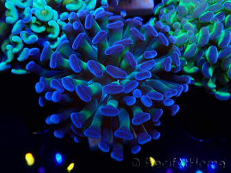 WYSIWYG Euphyllia paraancora (LED-acclimated mariculture) 4D4