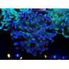 WYSIWYG Euphyllia paraancora (Mariculture acclimaté sous LED) 4D4