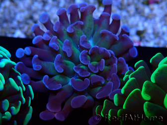 WYSIWYG Euphyllia paraancora (Maricultura aclimatada bajo LED) 4D6