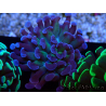 WYSIWYG Euphyllia paraancora (Maricultura aclimatada bajo LED) 4D6
