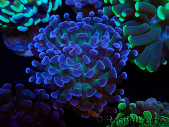 WYSIWYG Euphyllia paraancora (Mariculture acclimated under LED) 4D6