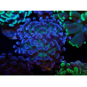 WYSIWYG Euphyllia paraancora (Mariculture acclimated under LED) 4D6