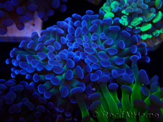 WYSIWYG Euphyllia paraancora (Maricultura aclimatada bajo LED) 4D5