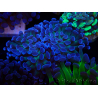 WYSIWYG Euphyllia paraancora (Mariculture acclimated under LED) 4D5