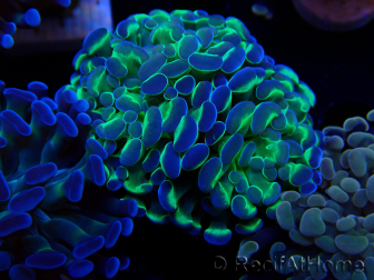 WYSIWYG Euphyllia paraancora (Maricultura aclimatada bajo LED) 4E4