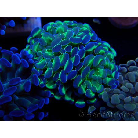 WYSIWYG Euphyllia paraancora (Mariculture acclimaté sous LED) 4E4