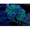 WYSIWYG Euphyllia paraancora (Maricultura aclimatada bajo LED) 4E4